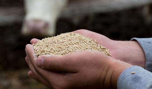 Beef Cattle Feed