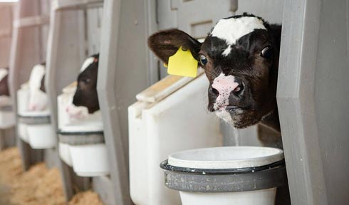 Calf Feed