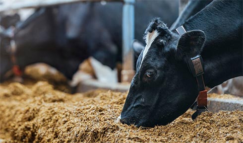 Dairy Cattle Feed