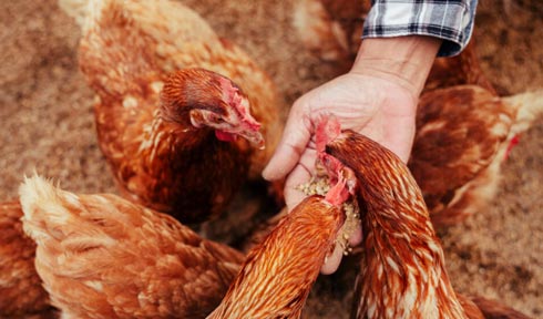 Other Animal Feed